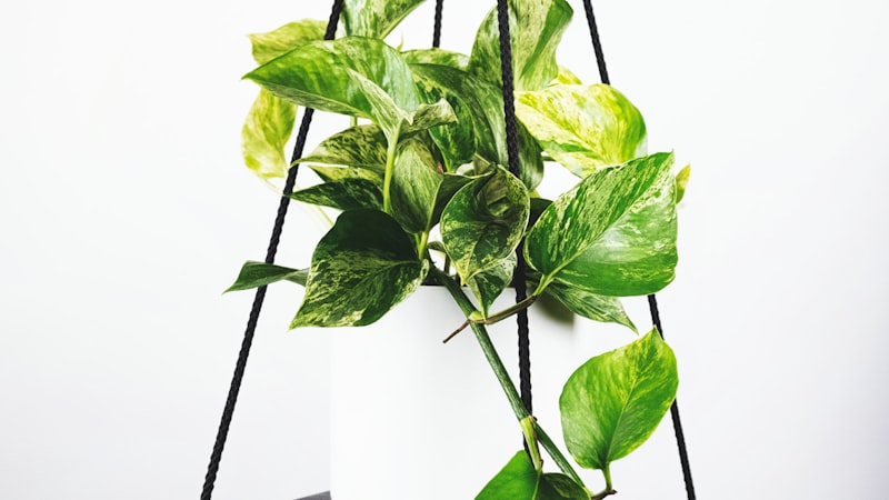 赛事新闻深度分析 - 瓜迪奥拉在边线指挥，展示其战术板